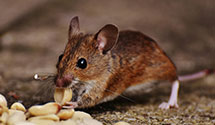 24 Hour & Emergency Exterminators in Union Hall, MS